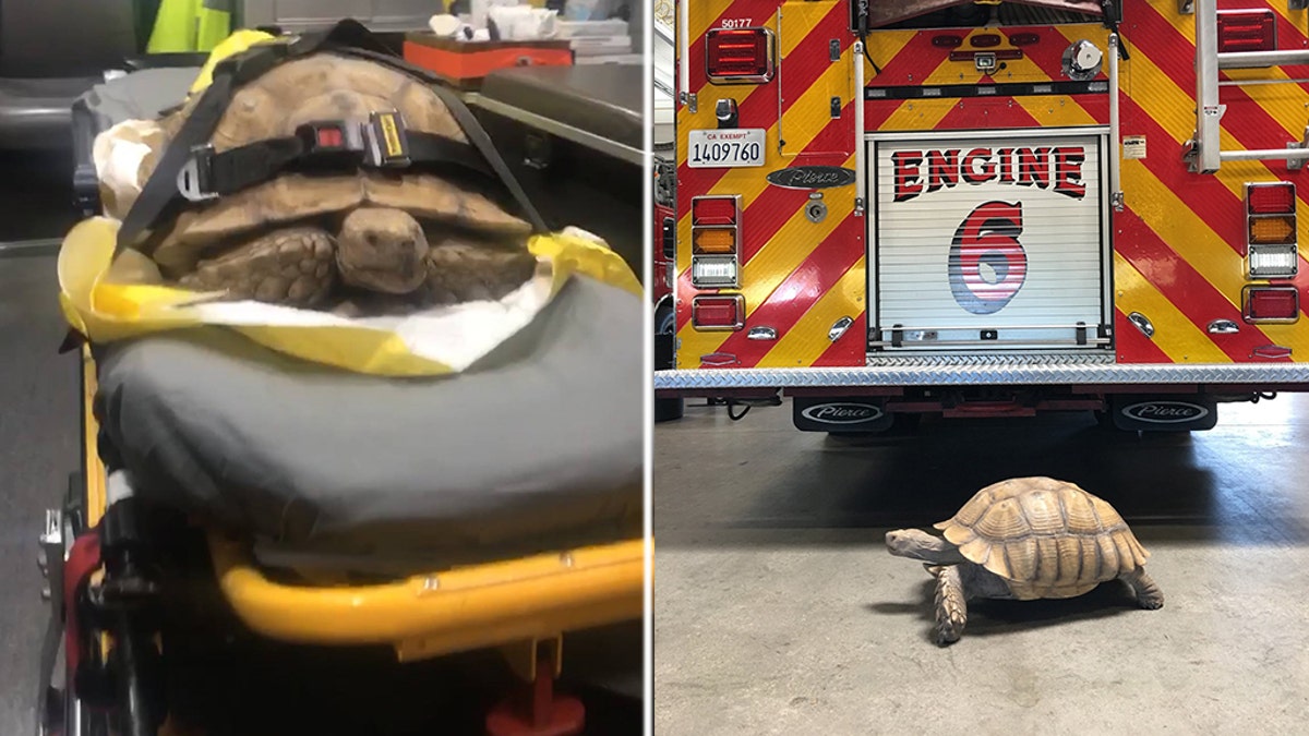 A fire and rescue squad in California is trying to find the owner of a tortoise that was discovered by paramedics Thursday taking a slow-and-steady stroll in El Cajon.