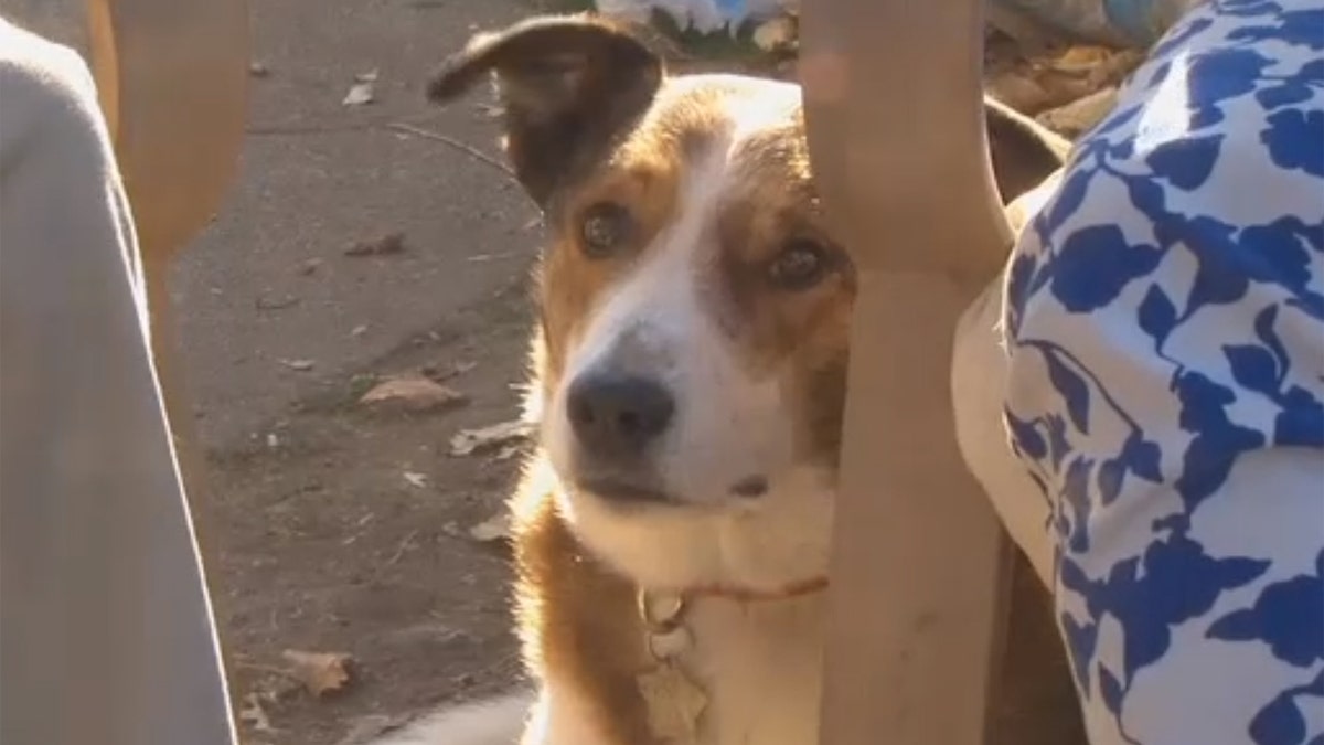 Alex, a Border Collie-Red Heeler mix, would get extremely aggressive when around meth.