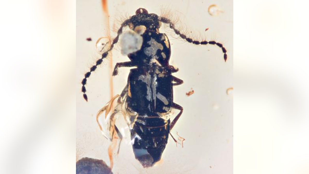 The fossil beetle, Propiestus archaicus, preserved in amber. (Credit: Field Museum, Shuhei Yamamoto)