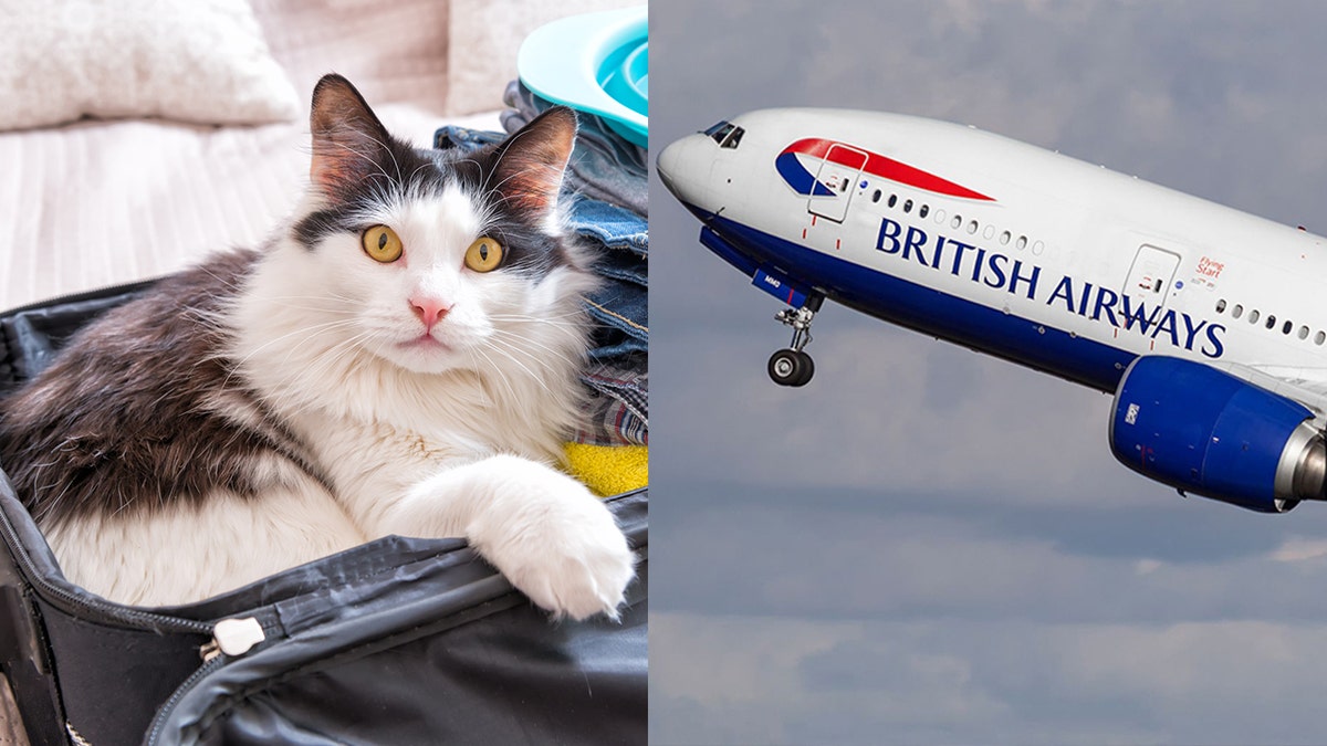 British airways store dogs on plane