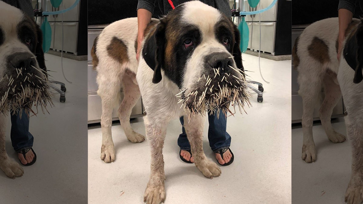 Ruckus, a Saint Bernard in New York, found his way to a porcupine's bad side during a run-in last month.