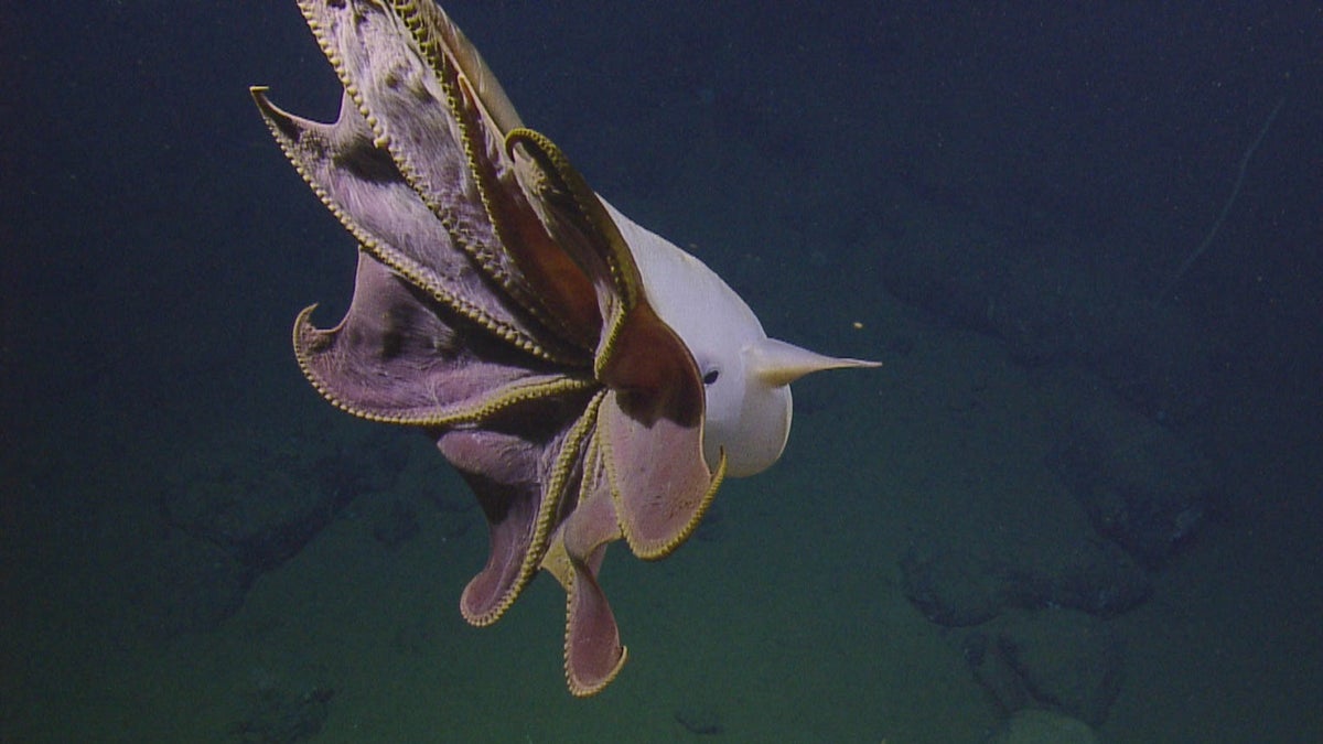 Researchers came across a Dumbo octopus on Tuesday. 