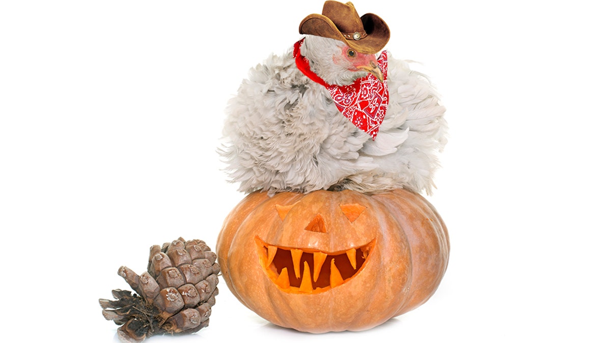 The Atlanta-based CDC said costumed chickens out for a night of trick-or-treating this Halloween run the risk of infecting people with a particular potent strain of salmonella.