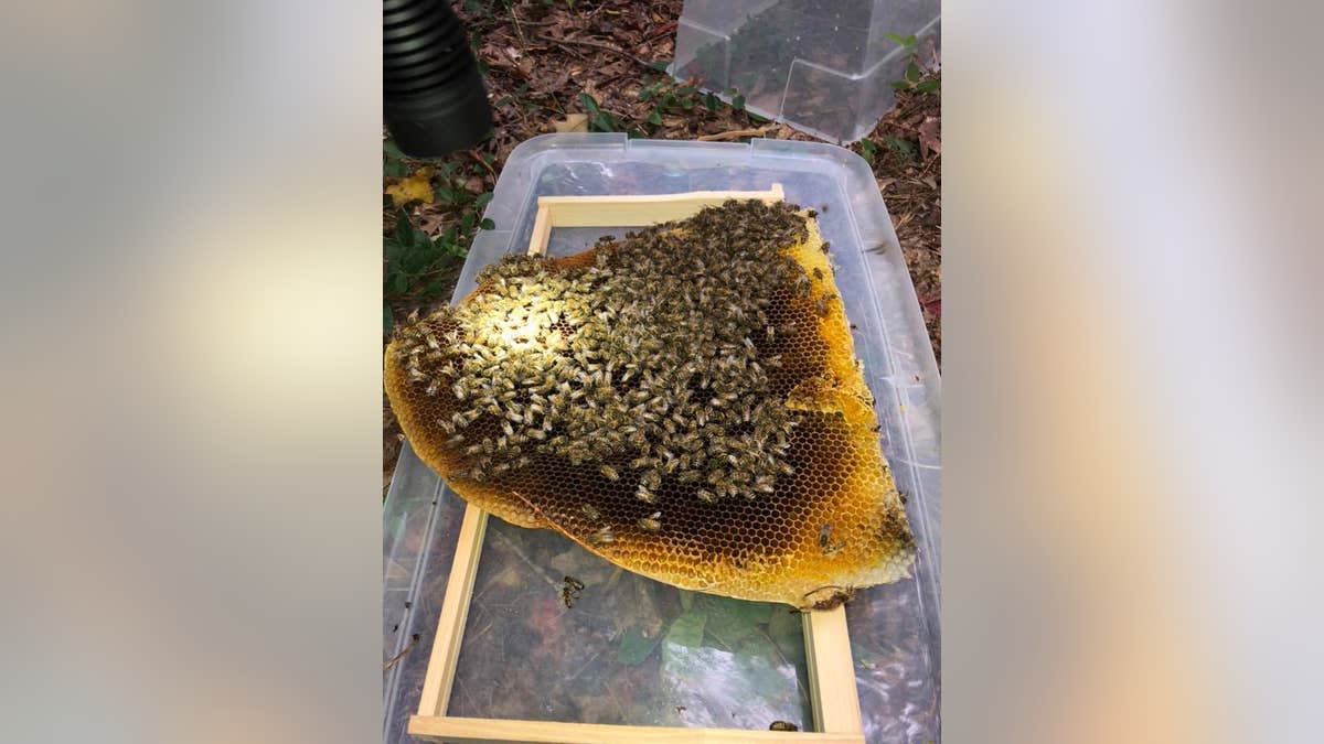 The owner of Virginia Wildlife Management and Control helped extract the hive from the fence.