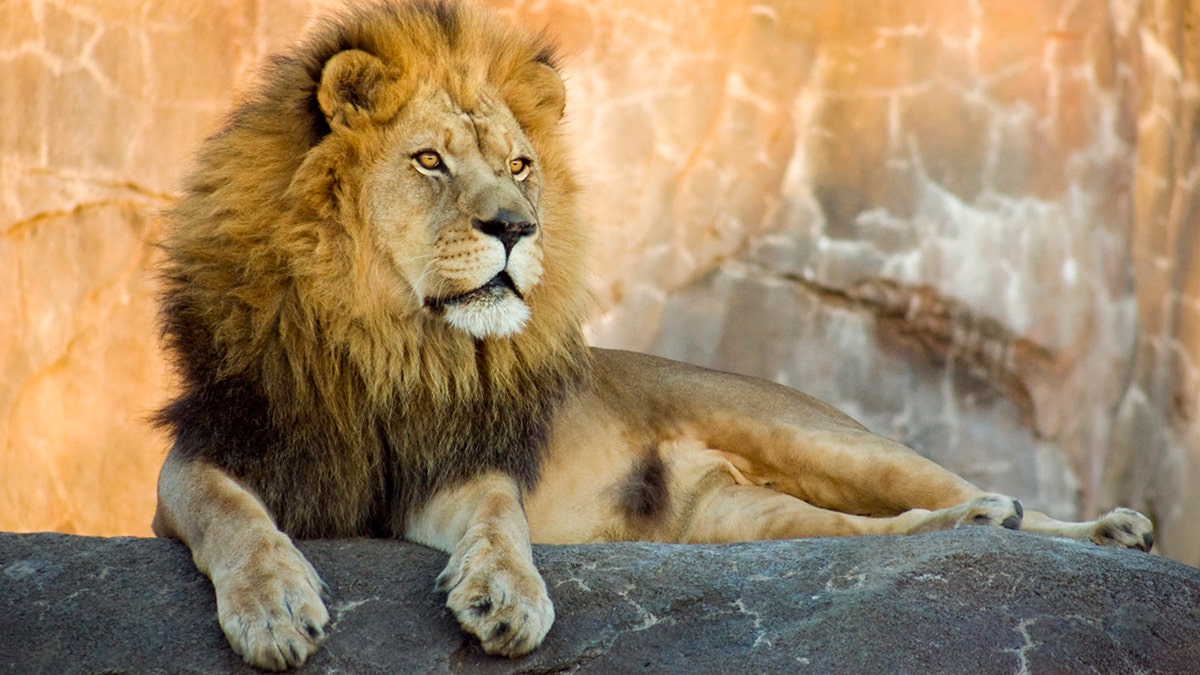 Male lion sits on rock