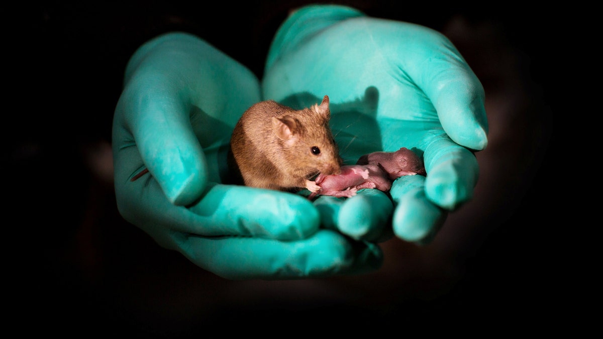 This image shows a healthy adult bimaternal mouse (born to two mothers) with offspring of her own. (Credit: SWNS)