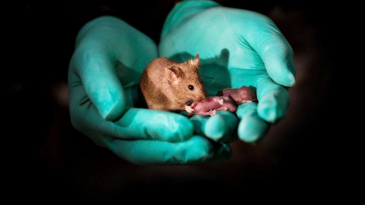 This image shows a healthy adult bimaternal mouse (born to two mothers) with offspring of her own. (Credit: SWNS)