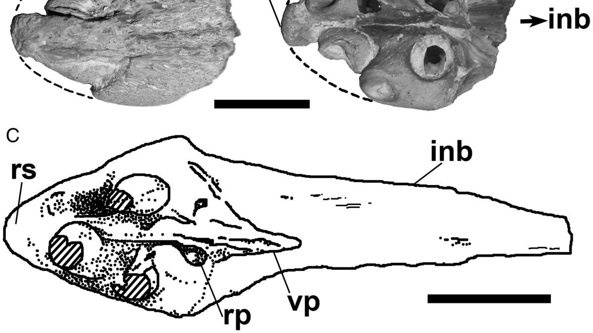 Dentigerous portion of tylosaurine premaxillae. A–B, FHSM VP-14845, Tylosaurus sp. in A, dorsal and B, ventral views. C, TMM 40092-27, Tylosaurinae, in ventral view. Broken lines in A and B indicate reconstructed outlines of the element. C based on Polcyn et al. (2008 Polcyn, M. J., G. L. Bell Jr., K. Shimada, and M. J. Everhart. 2008. (Credit: Takuya Konishi, Paulina Jiménez-Huidobro &amp; Michael W. Caldwell)