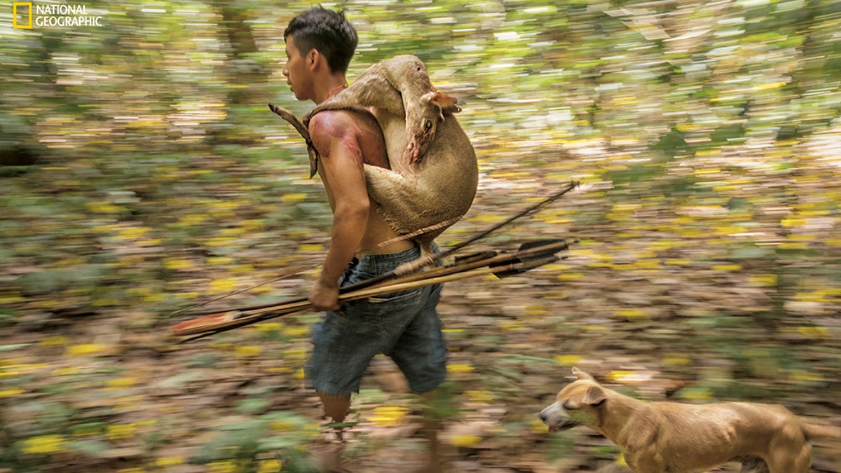 An Awá hunter returns home with a small brocket deer. Sometimes hunters see signs of the isolados, their isolated brethren. As many as a hundred Awá still live as nomads in the Amazon forest, despite increasing pressure from illegal loggers and settlers.