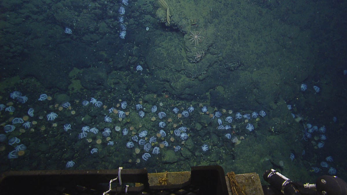 Thousands of octopuses gather off California to brood eggs at a warm spot : NPR