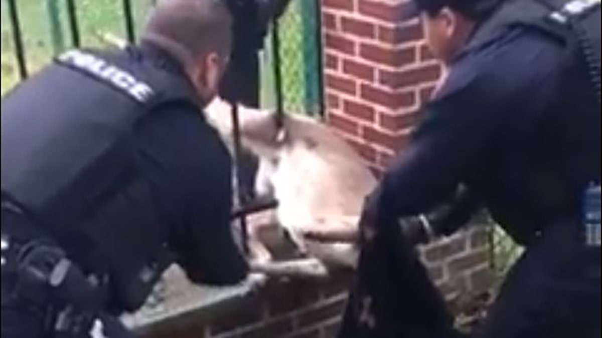 Police officers in Parma Heights, Ohio, work to free a trapped deer.