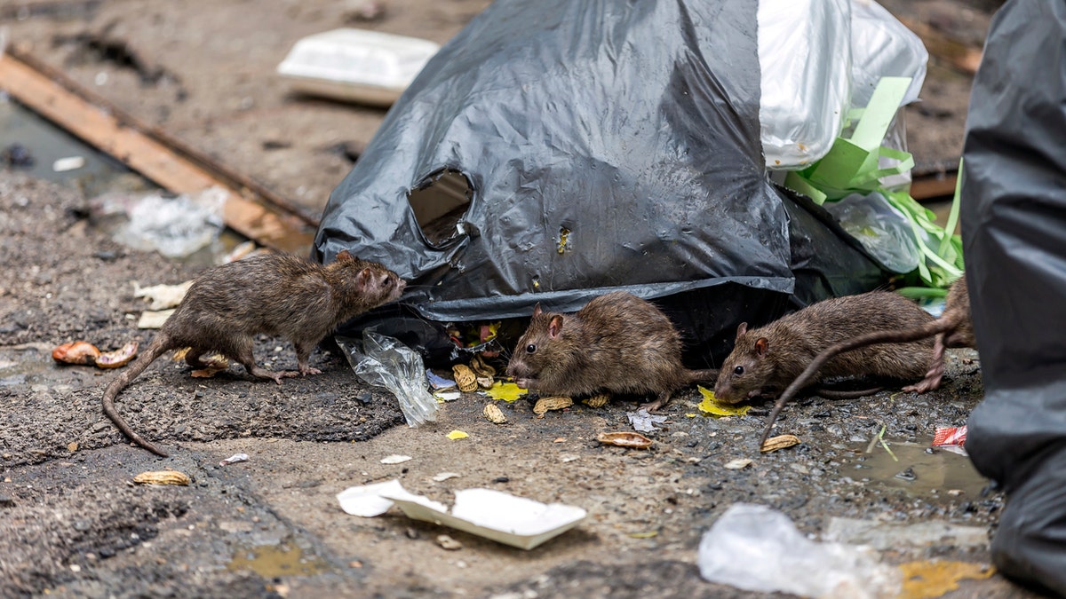<br data-cke-eol="1">
The virus is spread through contact with food or household items contaminated with rats' urine or feces or after coming into direct contact with the bodily fluids of an infected person.