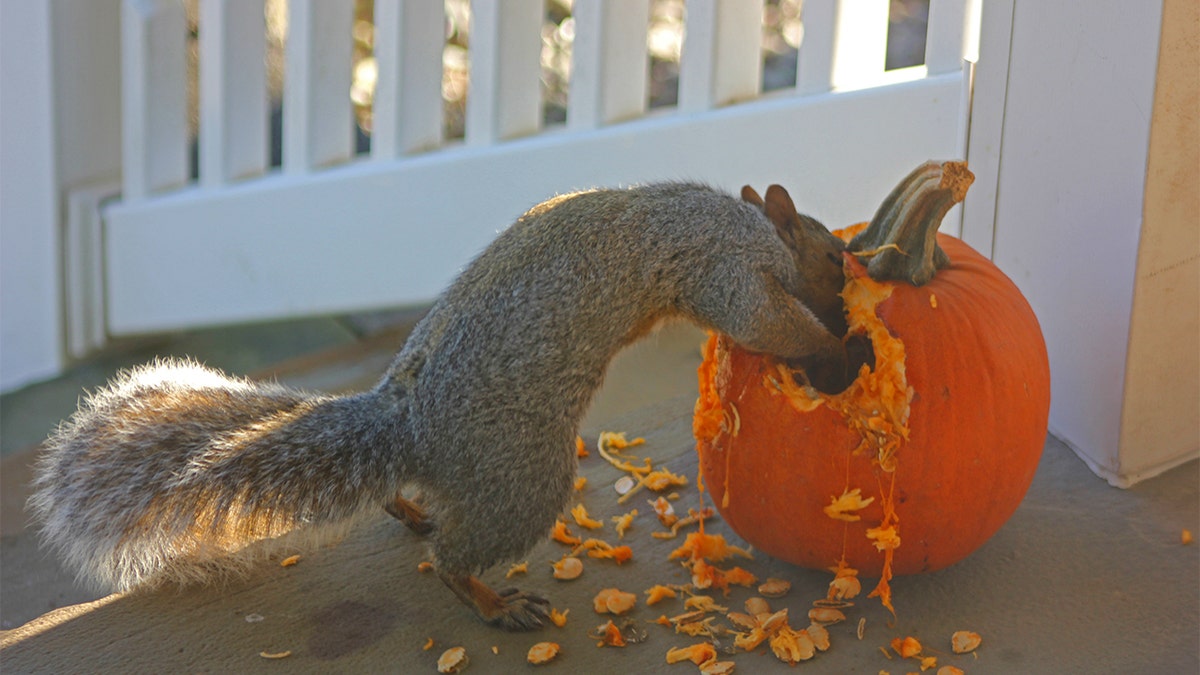 Squirrels aren't the only animals that snack on the fall fruit.