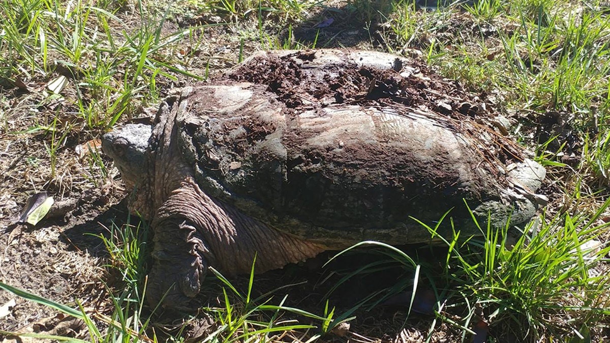 The massive snapping turtle weighed nearly 50 pounds. (Richmond Wildlife Center)