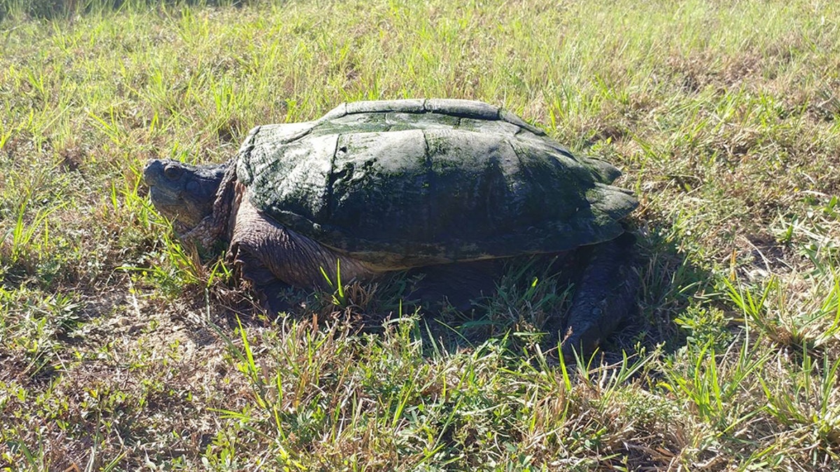 The turtle was later taken to a nearby pond.