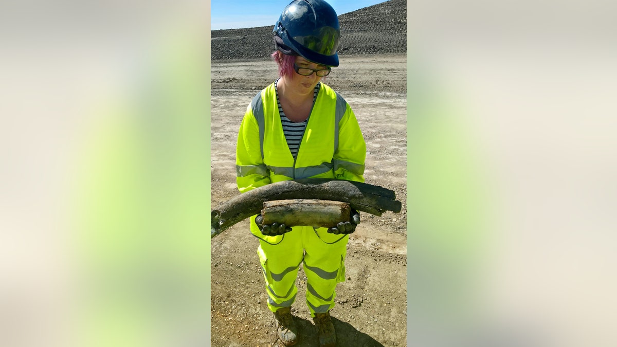 Highways England worker with a Mammoth bone. Remains of an ancient woolly mammoth believed to be 130,000 years old were dug up by road workers expanding a motorway. (Credit: SWNS)