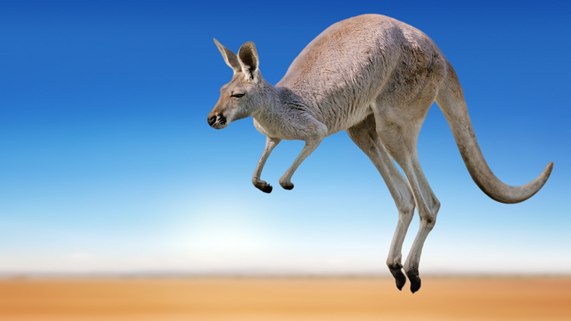 Kangaroo.jpg