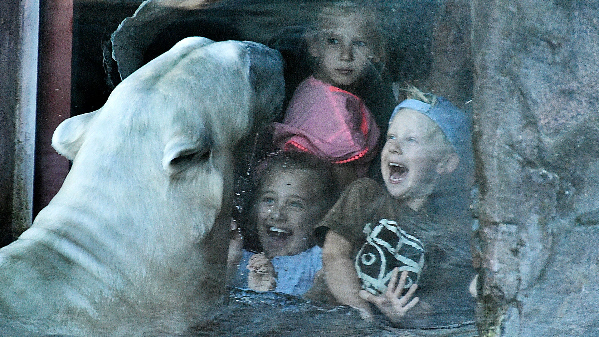 A group of children watches a polar bear at the zoo in Gelsenkirchen, Germany, Oct. 16, 2018. 