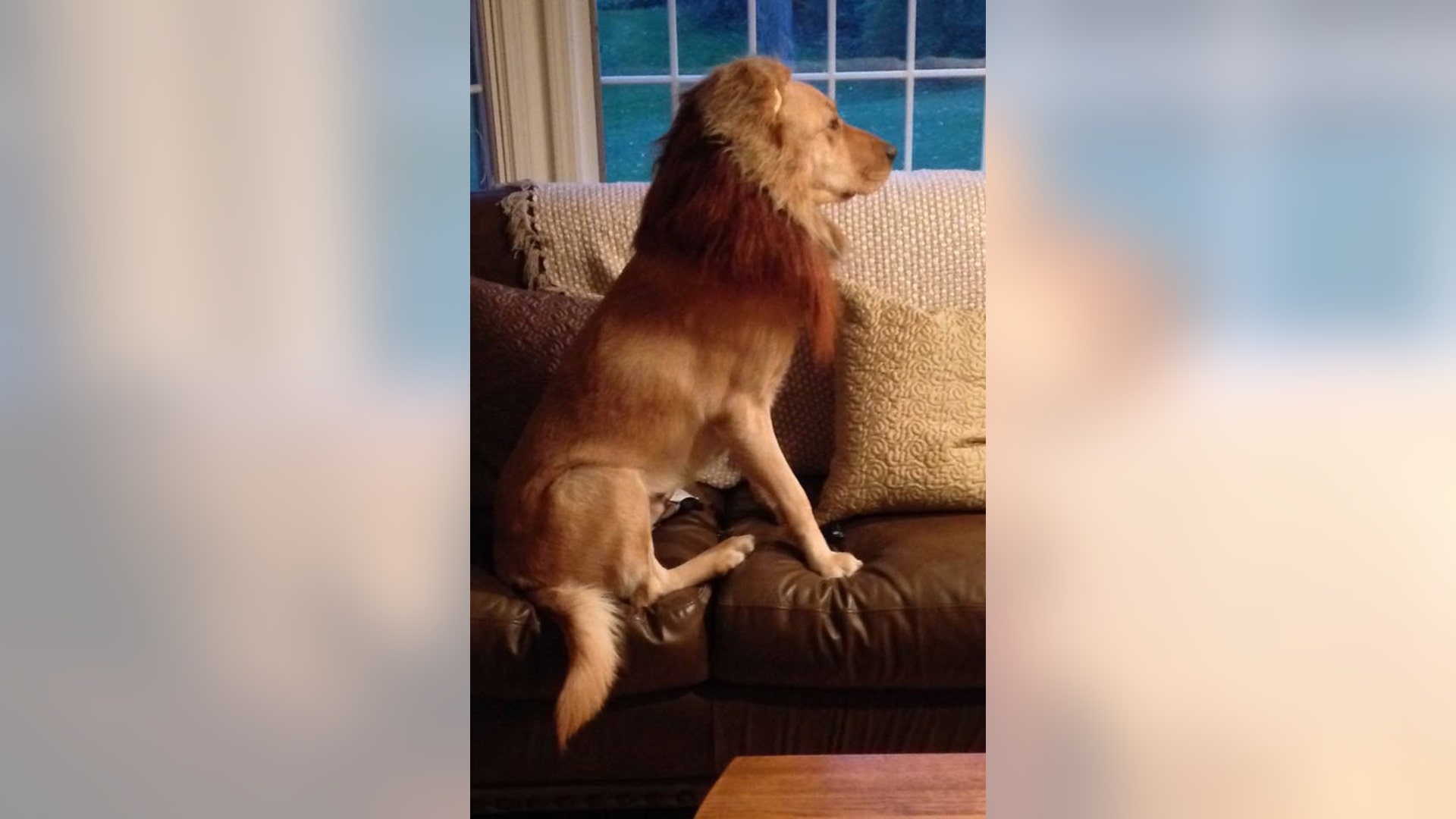 Service dog Aslan (whose name means “lion”) dressed up as, appropriately, a lion. Jeanne McArdle (not pictured) and Aslan and have been a team since Feb 2013.