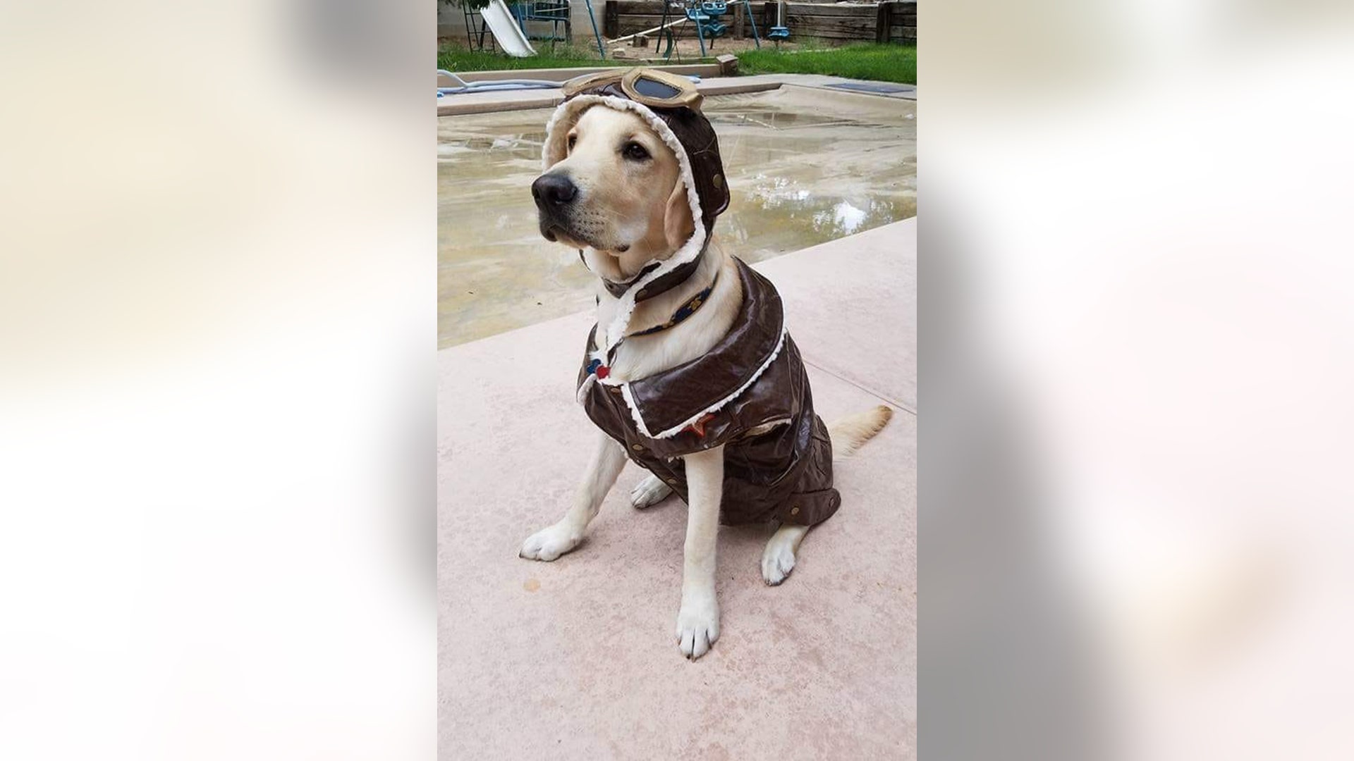 Ready for takeoff! Banks, seen here in pilot mode on Halloween 2016, is now a Skilled Companion working with his partner. 