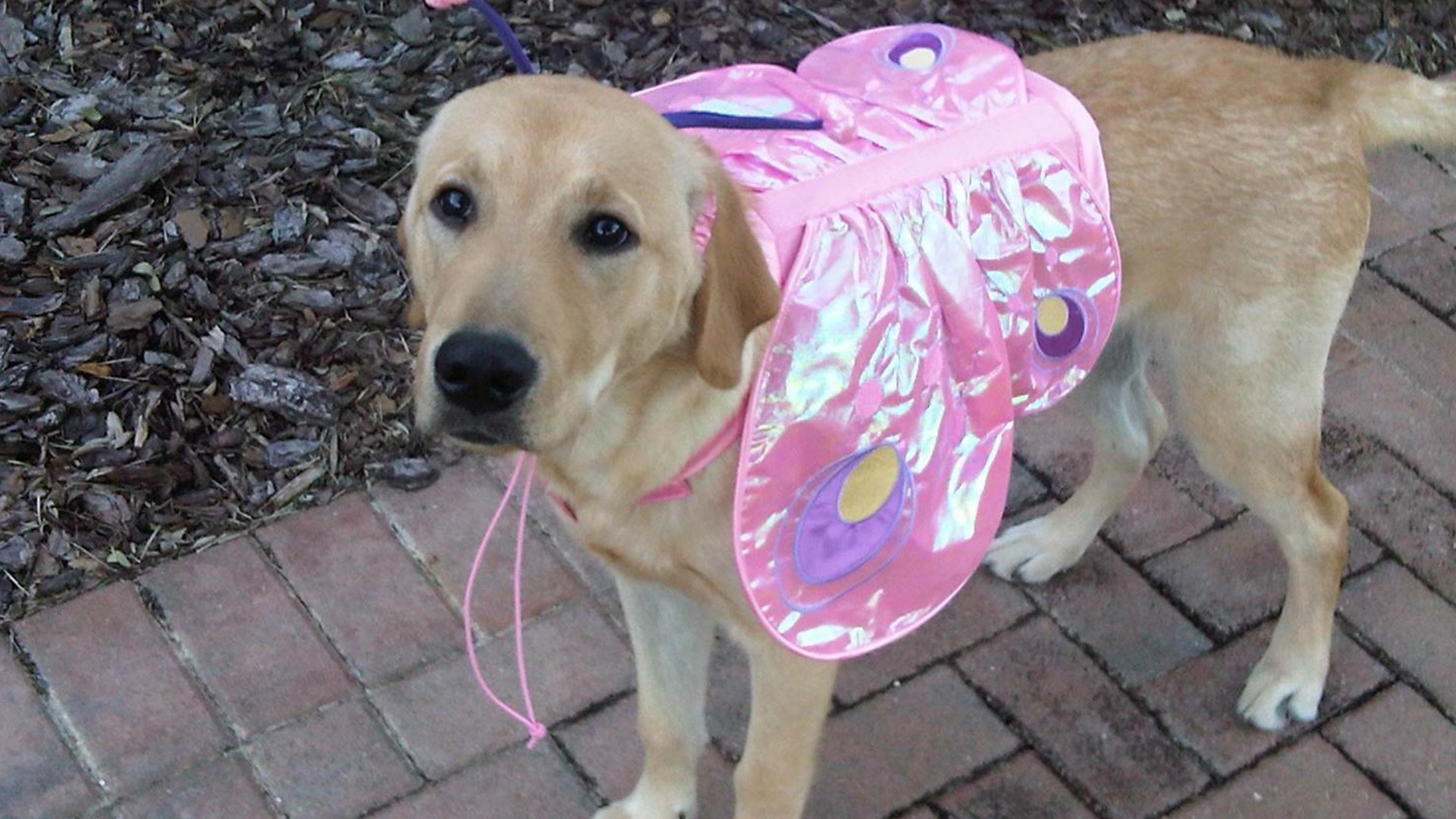 Bauer II is going as a beautiful pink Butterfly…