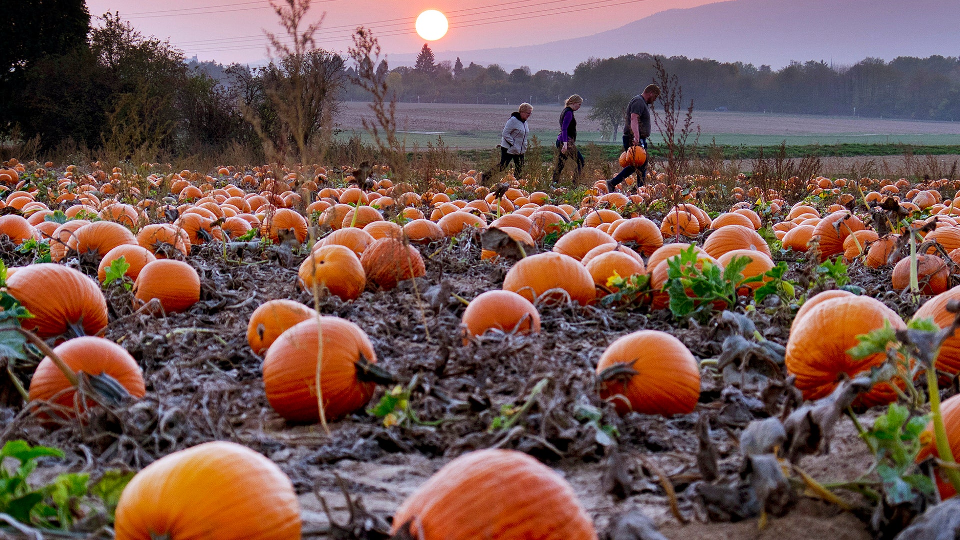 People collect pumpkins in a field on the outskirts of Frankfurt, Germany, Oct. 18, 2018. 