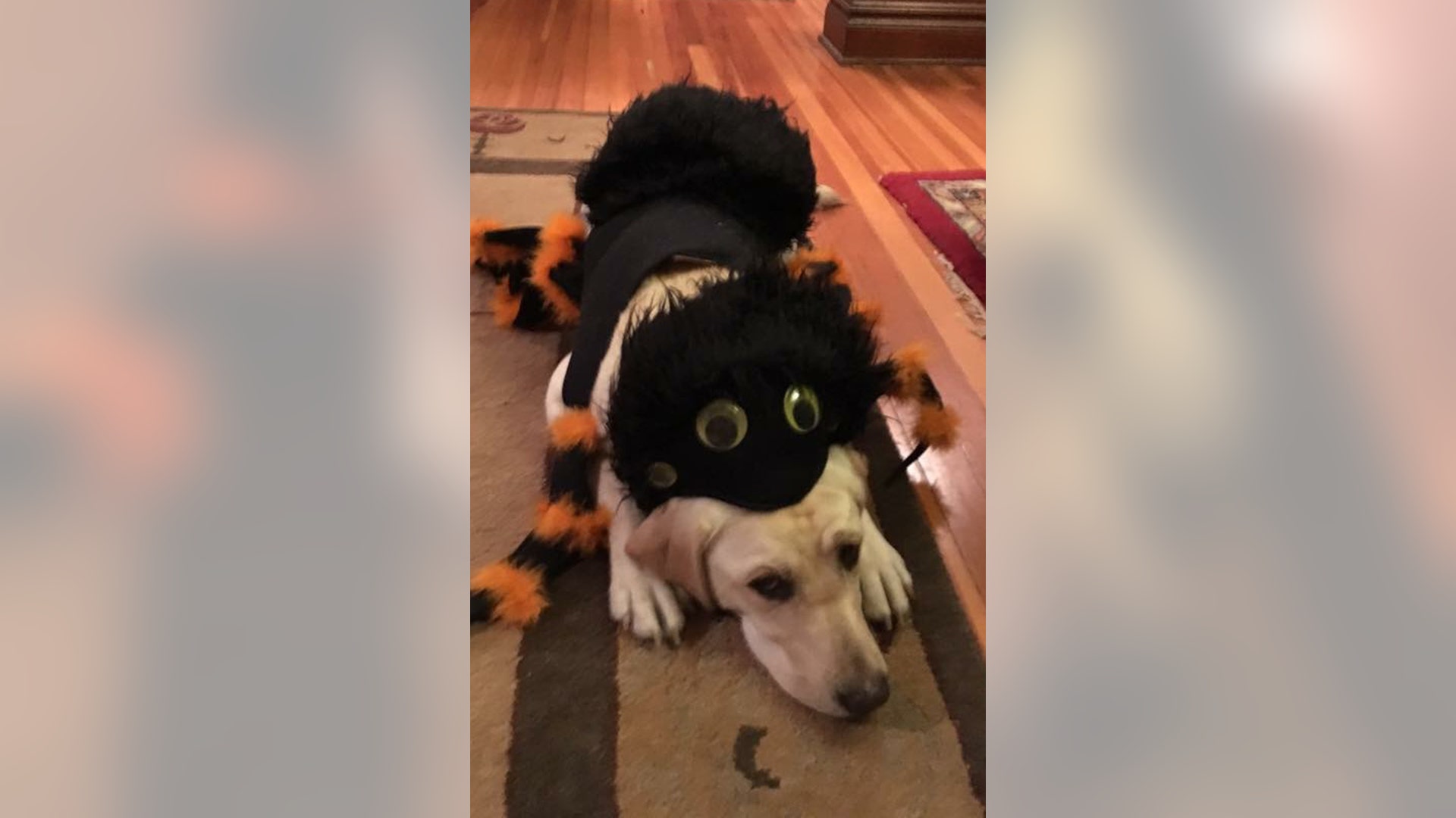 … while puppy-in-training Carly II dresses as a spider. 