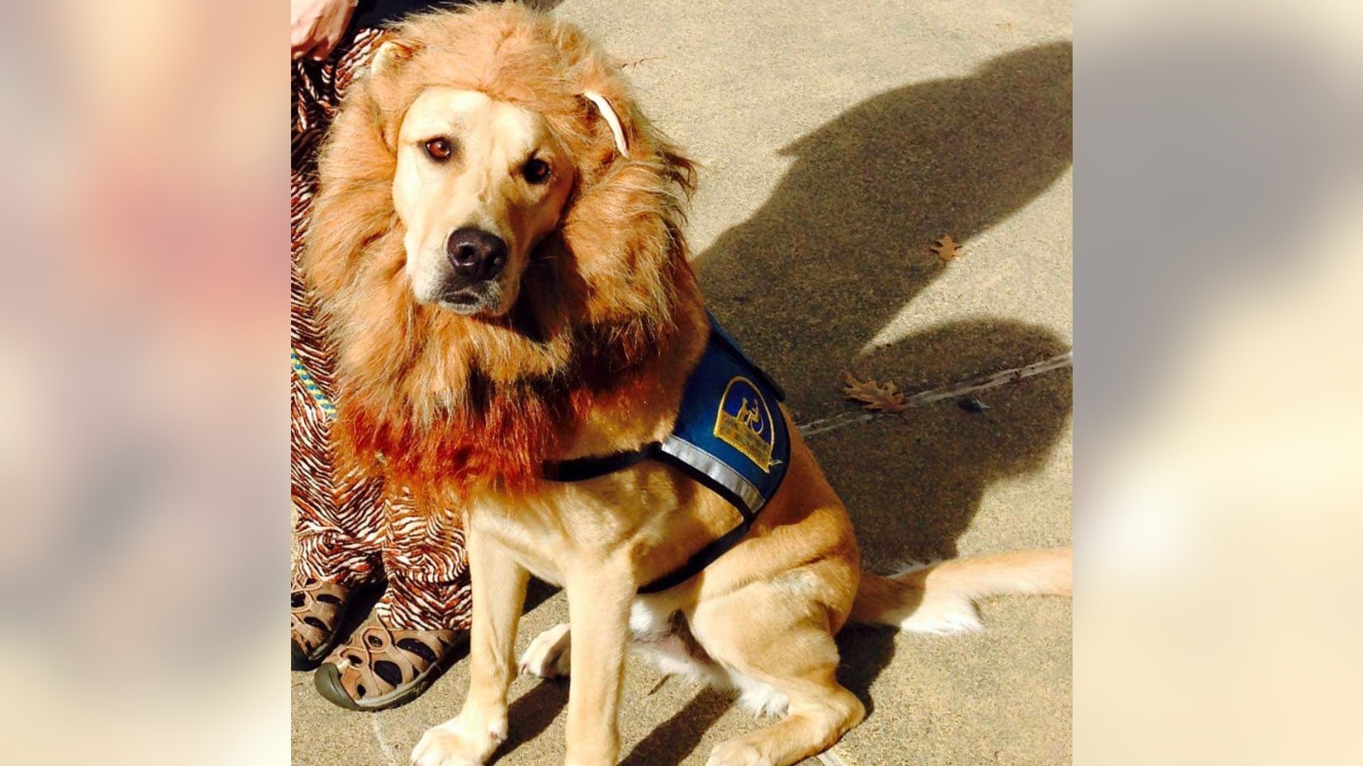 Cassius, meanwhile, is going as a lion — a popular choise for service dogs, as we'll soon see.