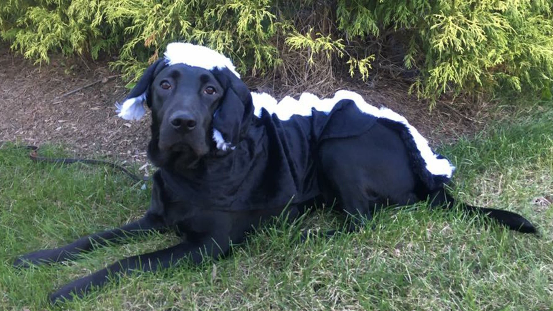 Dusty IV masqueraded as a skunk for Halloween.