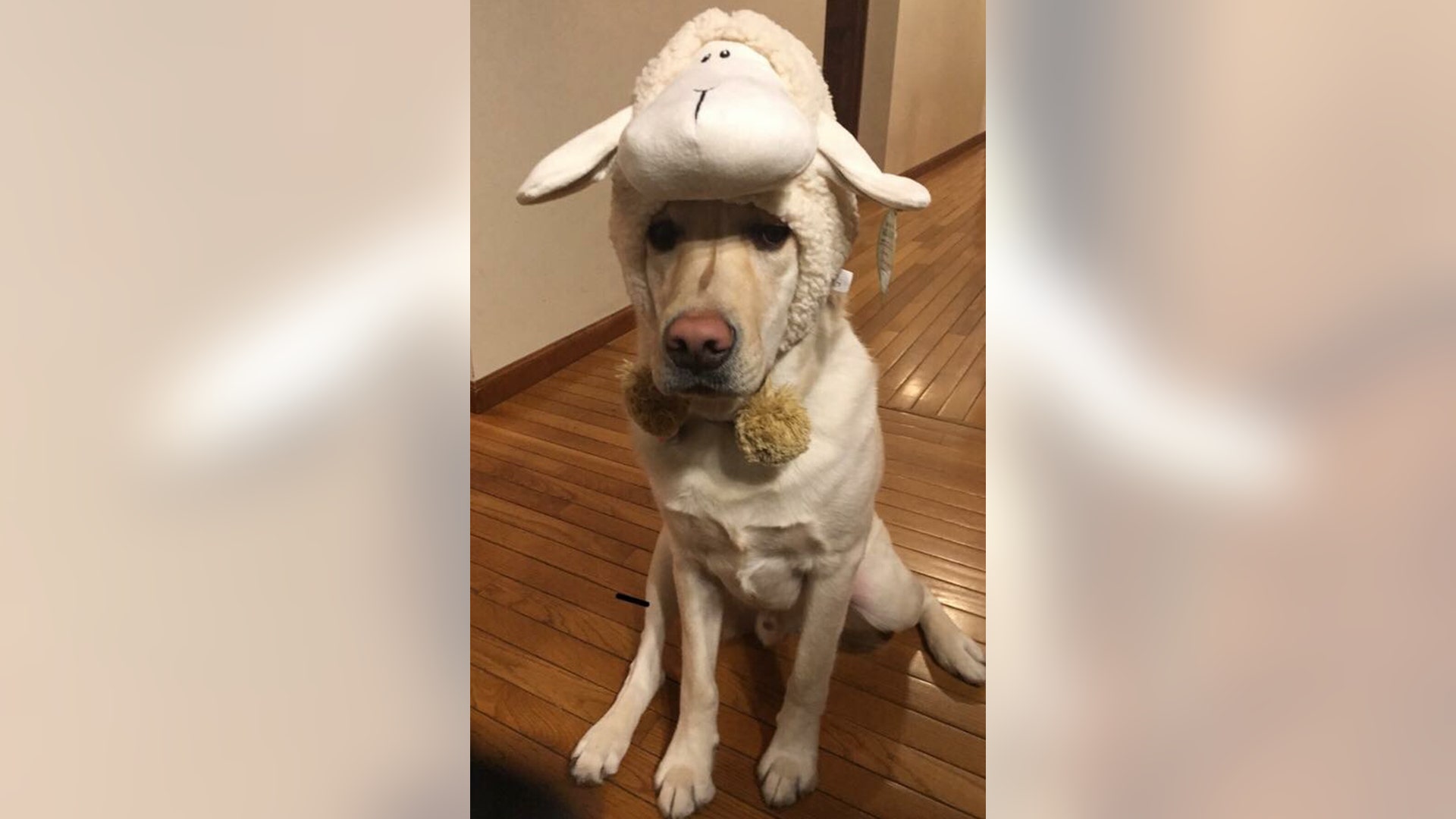 Canine Companions "change of career" dog Dutton IV went as a little lamb.