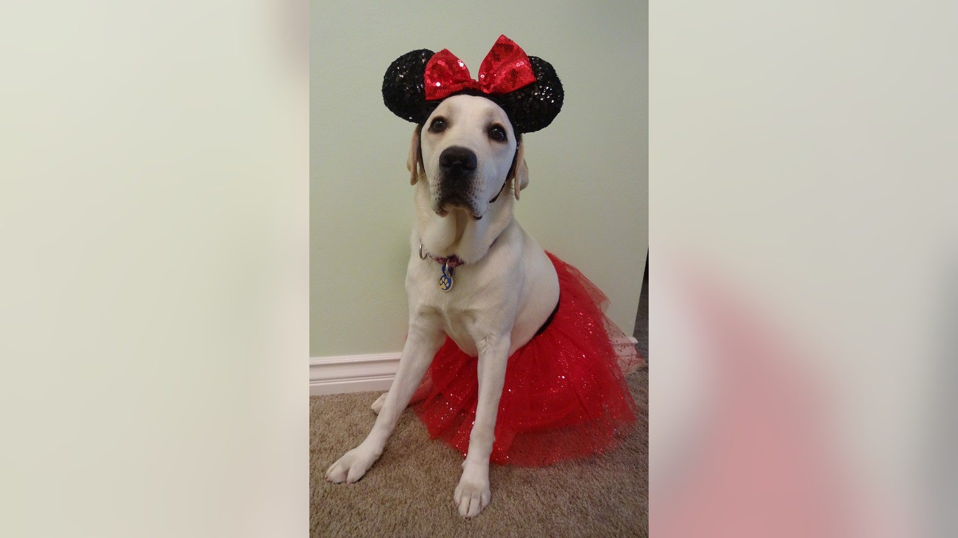 Puppy-in-training Flurry shows off her take on Minnie Mouse.