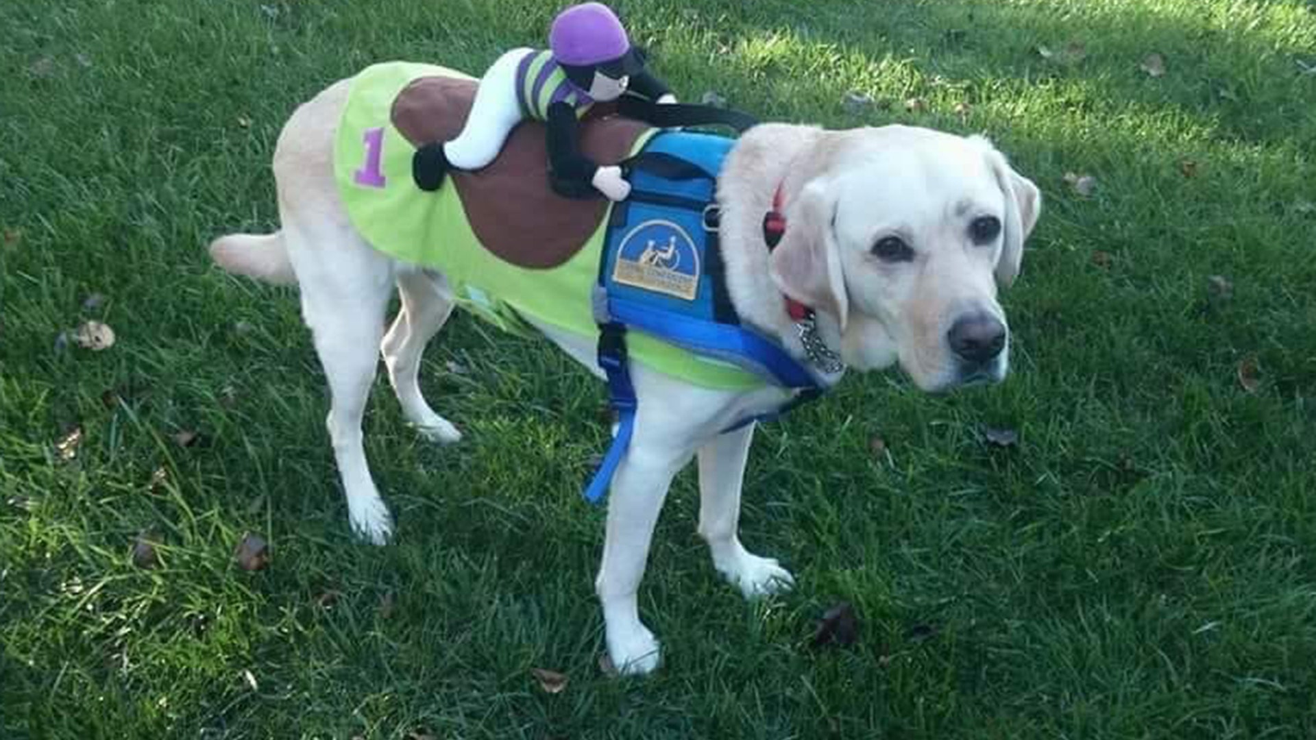 And they're off! Jerry has also dressed as a horse, complete with a little jockey on his back.