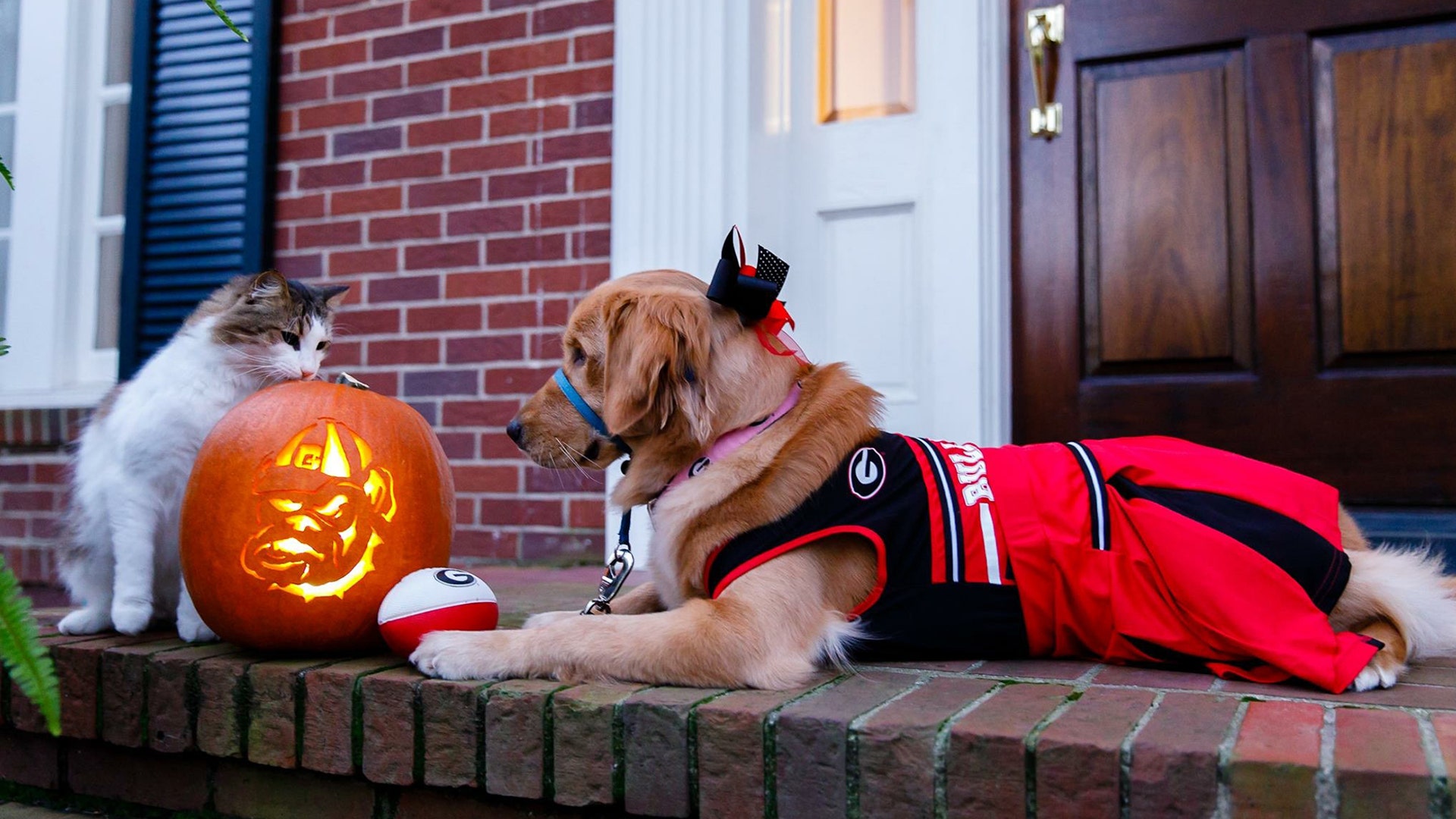Kasta, a big fan of the Georgia Bulldogs, was recently selected to be a Canine Companions for Independence breeder. She’s seen cheering her with her pal "Cat Stevens."