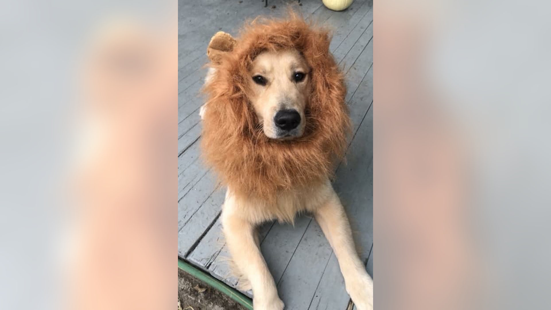 No tigers or bears but… here’s pup-in-training Kasten. 