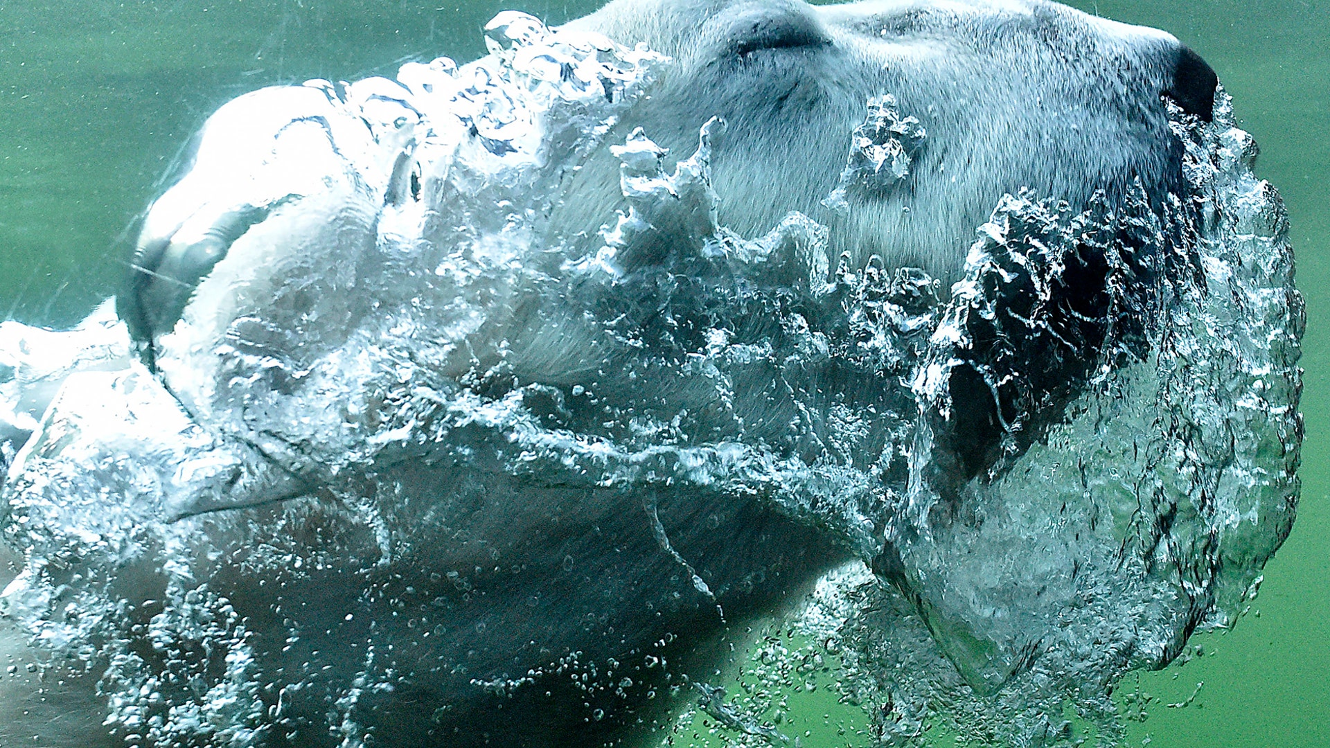 A polar bear dives in the water at its enclosure at the zoo in Gelsenkirchen, Germany, Oct. 16, 2018. 