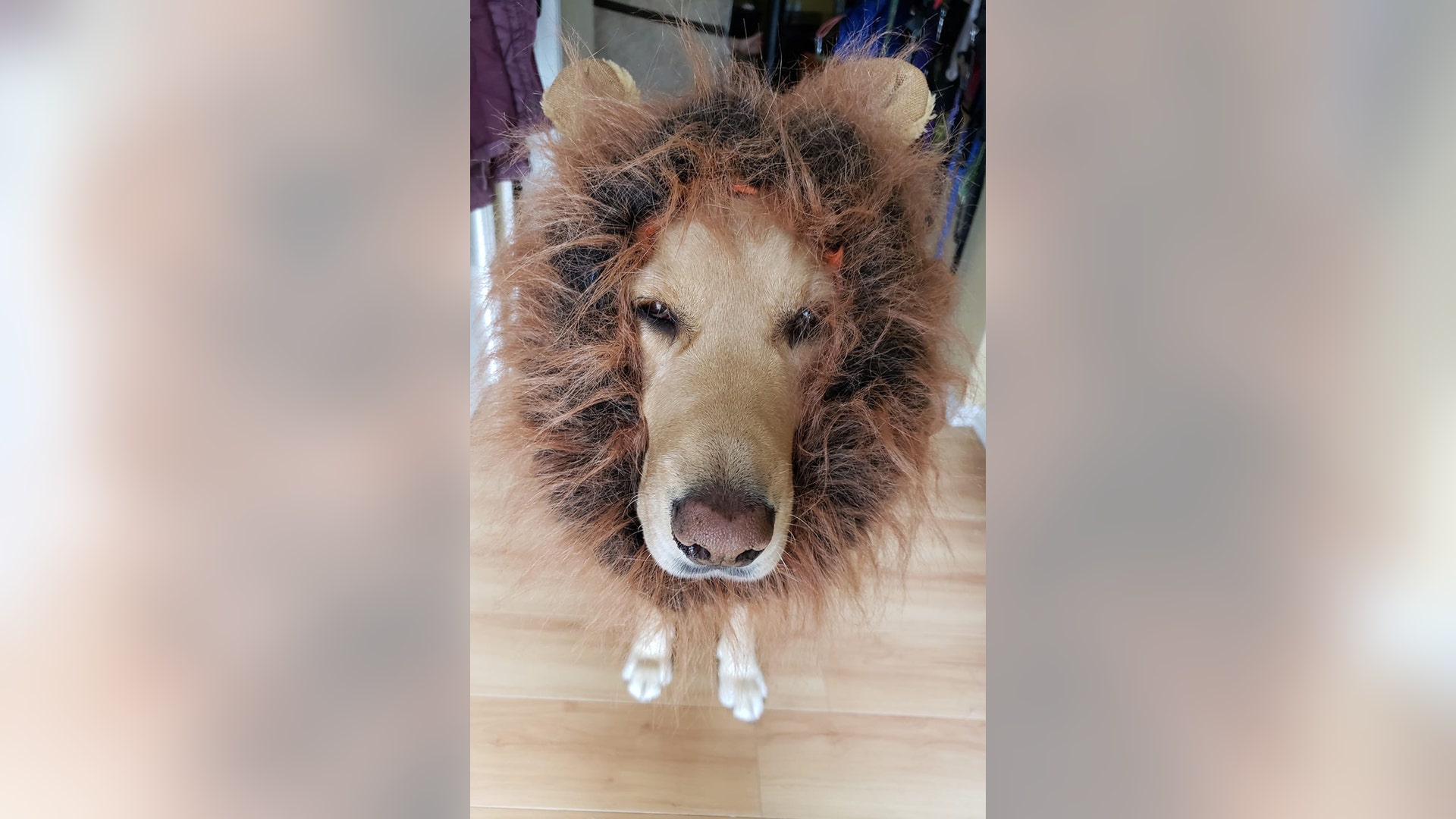 This is Canine Companions for Independence service dog Knight. He goes trick-or-treating with his partner Shannon Bain, and likes to hold her basket.