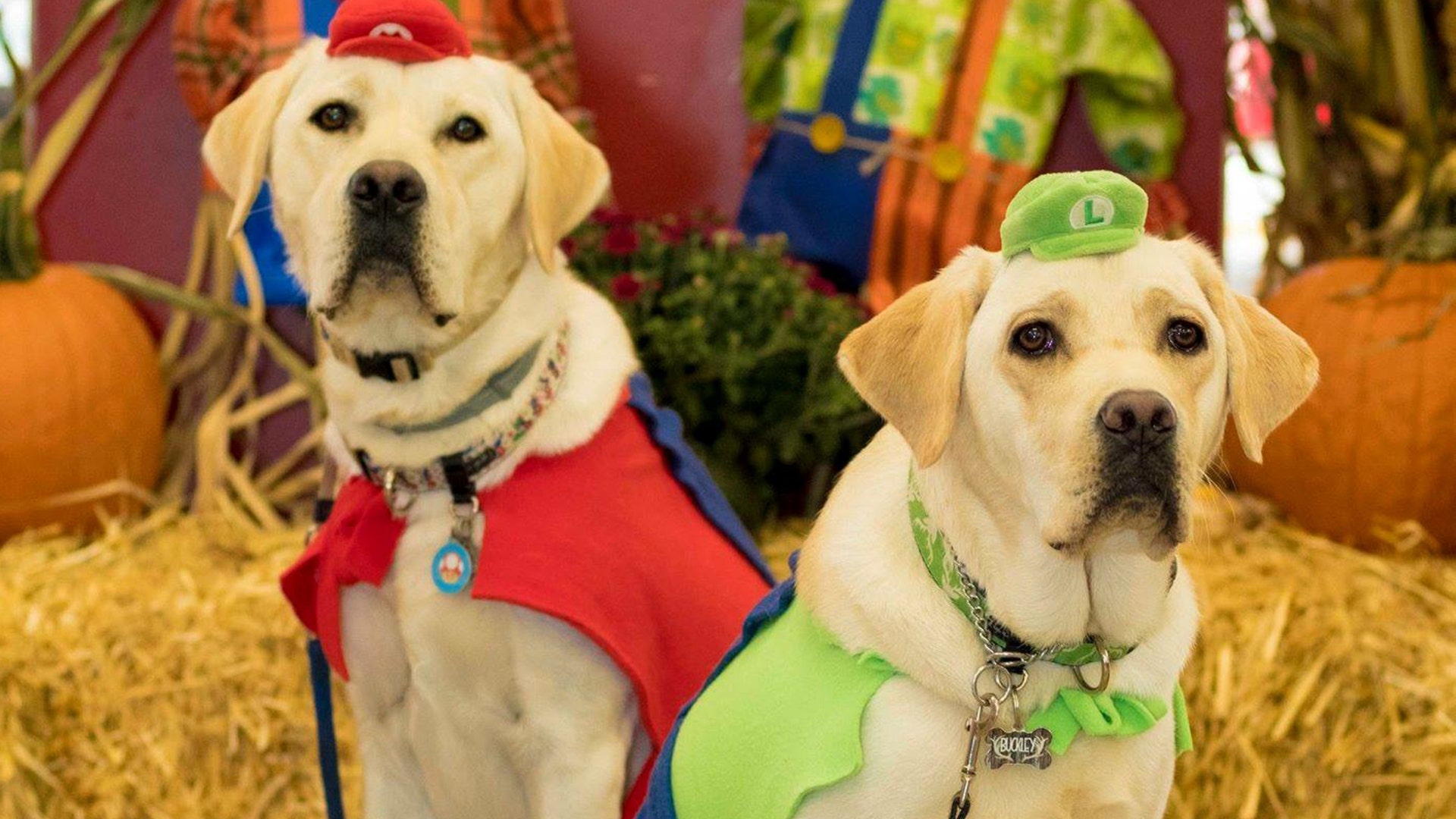 Canine Companions for Independence pup-in-training Mario II went as ‘Mario’ and his buddy Buckley, a released CCI puppy, joined him as Luigi.