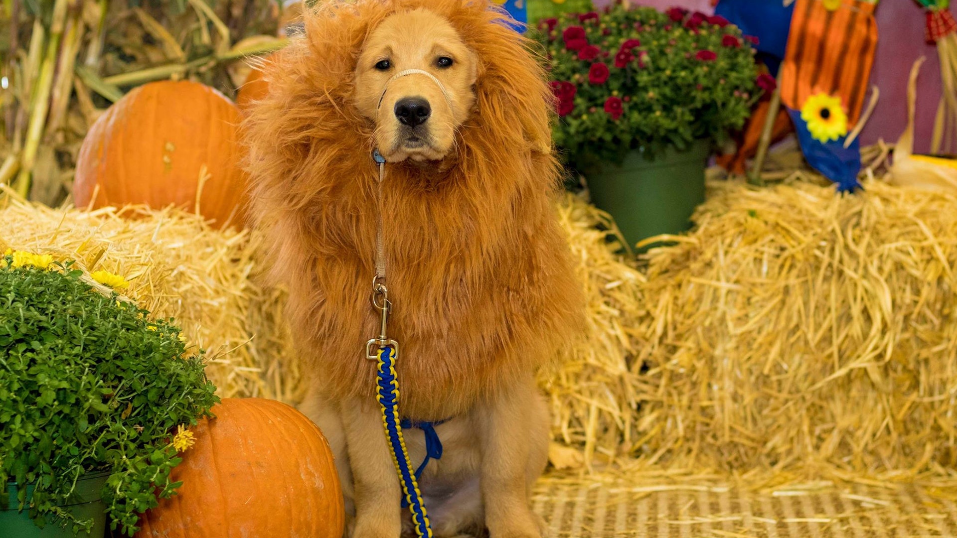 Ain’t no cowardly lion here! It’s a lioness — I mean pup-in-training Mia. 