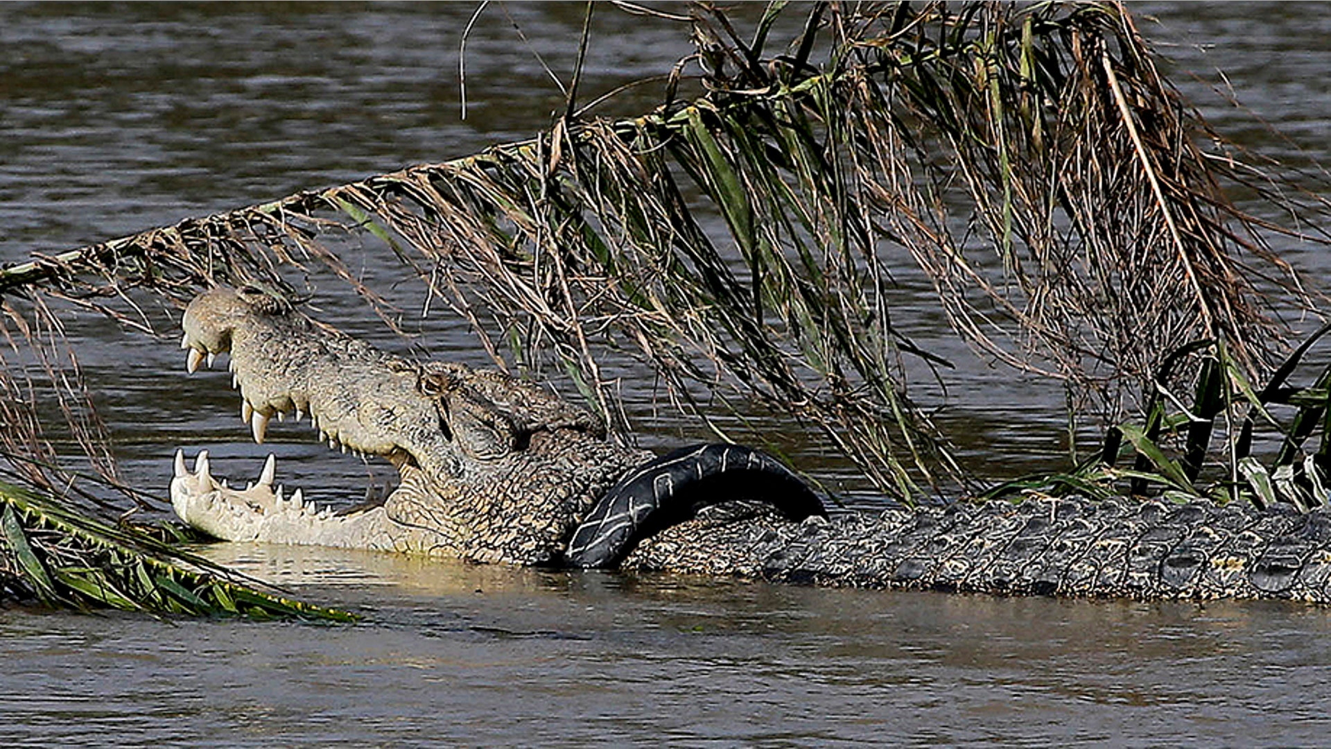 A crocodile is trapped inside a rubber tire along a river's edge after a massive earthquake and tsunami that hit Palu, Central Sulawesi, Indonesia Oct. 4, 2018.