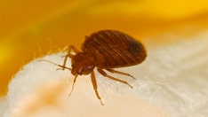 Bed bugs in Ohio reach ‘epidemic’ levels, exterminators say
