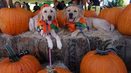 Canine Companions and their Halloween costumes