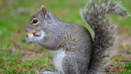 Man dies from extremely rare disease after eating squirrel brains