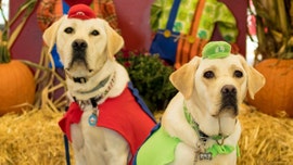 The Daily Spike: Halloween (and HOWL-oween) safety tips for dogs