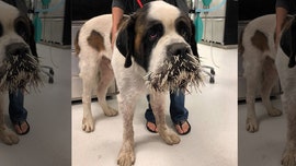 Saint Bernard gets on porcupine's bad side
