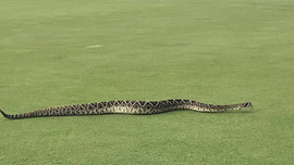 Image result for 'Huge' rattlesnake stuns Florida golfers with ‘unusual’ appearance on course