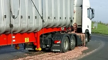 What the cluck? Highway closed after truck spills 40 tons of chicken guts on road