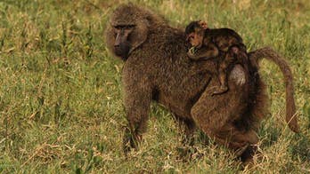 Idaho wildlife official's safari photos spark outrage