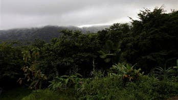 Scientist: Decline in forest insects is 'hyperalarming'