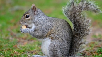 Man dies from extremely rare disease after eating squirrel brains