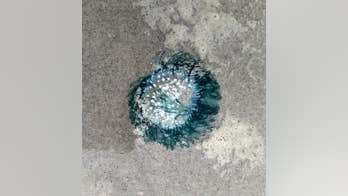 Rare 'vibrant' blue sea creatures shock New Jersey beachgoers